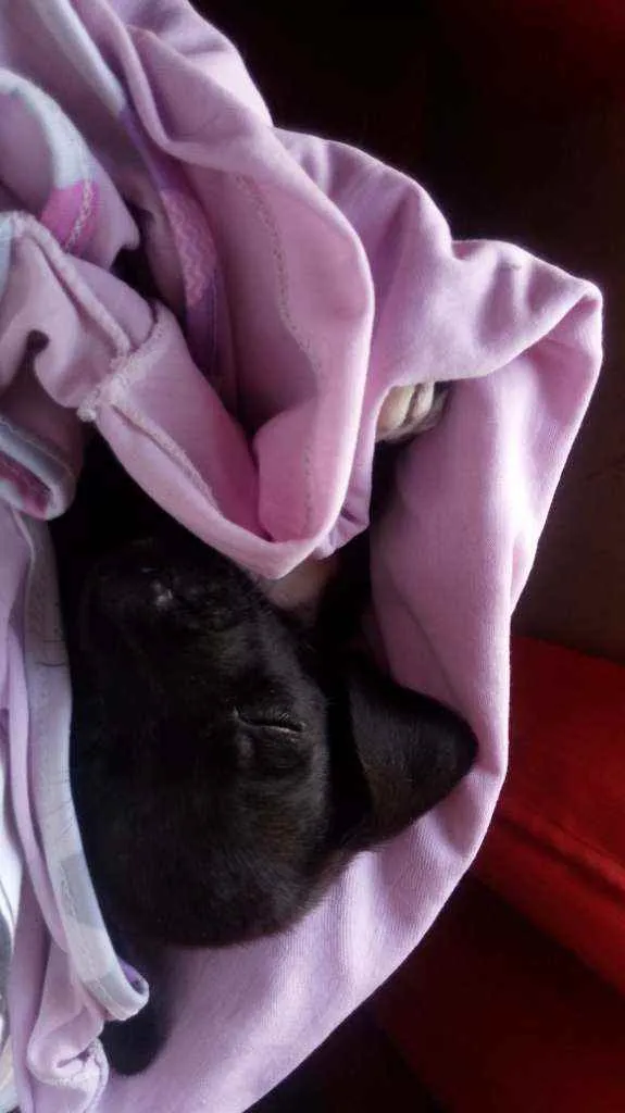 Cachorro raça Sem raça definida (vira-lata) idade 2 a 6 meses nome Bebê
