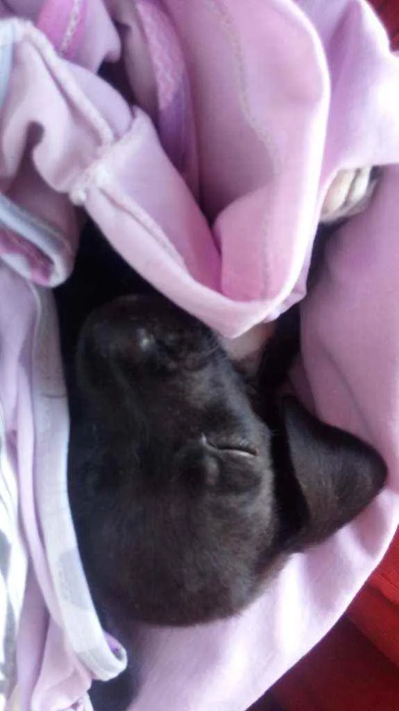 Cachorro raça Sem raça definida (vira-lata) idade 2 a 6 meses nome Bebê