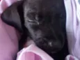Bebê