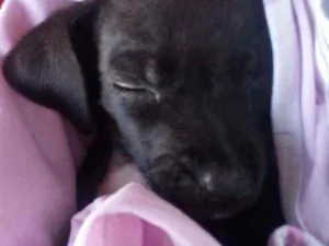 Cachorro raça Sem raça definida (vira-lata) idade 2 a 6 meses nome Bebê