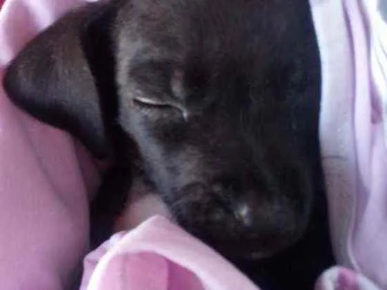 Cachorro raça Sem raça definida (vira-lata) idade 2 a 6 meses nome Bebê