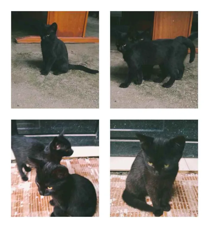 Gato raça Indefinida idade Abaixo de 2 meses nome Sem nome