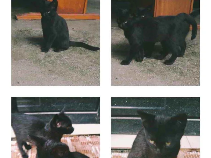 Gato raça Indefinida idade Abaixo de 2 meses nome Sem nome