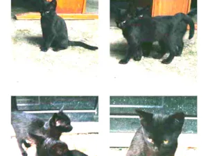 Gato raça Indefinida idade Abaixo de 2 meses nome Sem nome