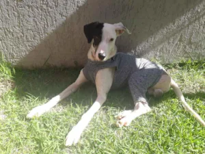 Cachorro raça Sem raça definida idade 7 a 11 meses nome Valente