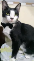 Bonitão