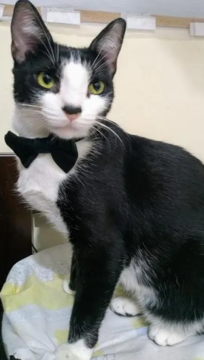 Gato ra a Branco e preto idade 1 ano nome Bonitão