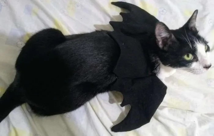 Gato ra a Branco e preto idade 1 ano nome Bonitão