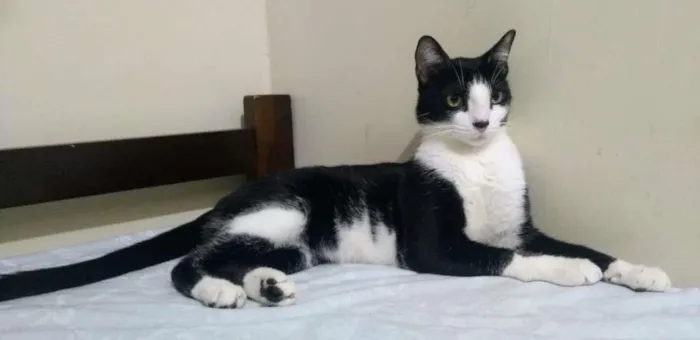Gato ra a Branco e preto idade 1 ano nome Bonitão