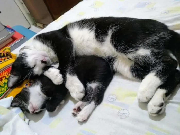 Gato ra a Branco e preto idade 1 ano nome Bonitão