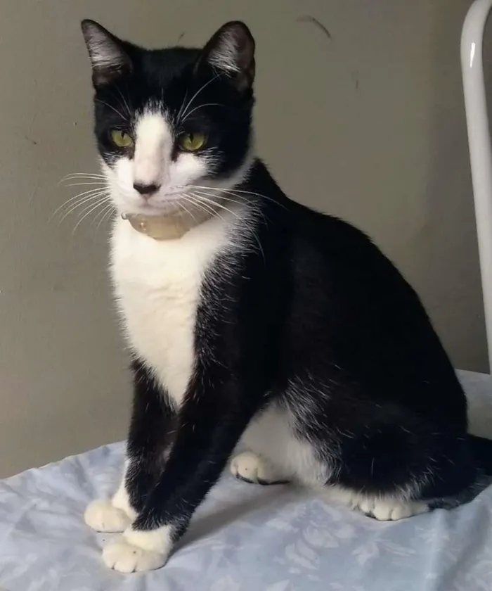 Gato ra a Branco e preto idade 1 ano nome Bonitão