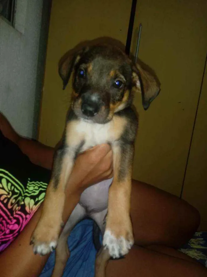 Cachorro raça Labrador idade Abaixo de 2 meses nome Chocolate