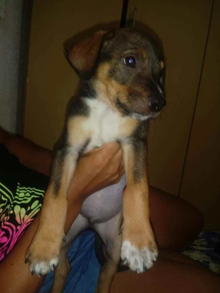 Cachorro raça Labrador idade Abaixo de 2 meses nome Chocolate