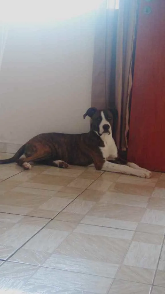 Cachorro raça Indefinida  idade 7 a 11 meses nome Zeus 