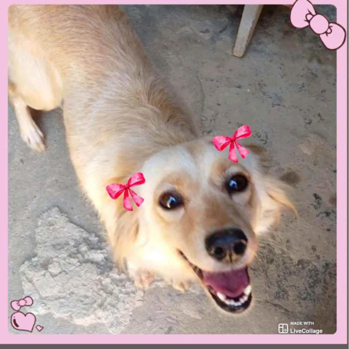 Cachorro raça  idade 3 anos nome Belinha 