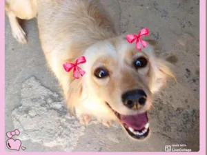 Cachorro raça  idade 3 anos nome Belinha 
