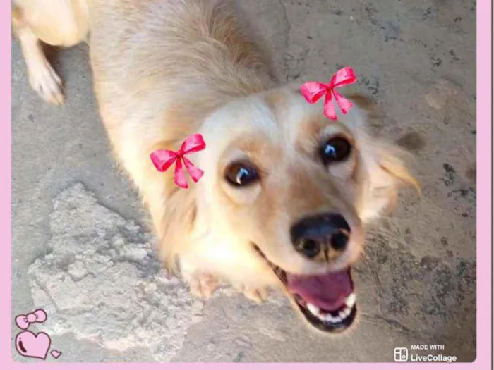 Cachorro raça  idade 3 anos nome Belinha 