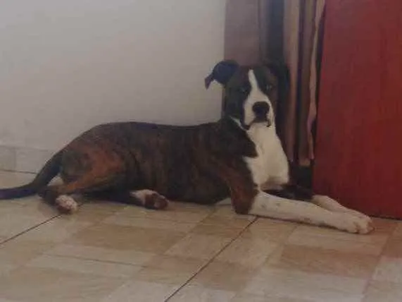 Cachorro raça Indefinida  idade 7 a 11 meses nome Zeus 