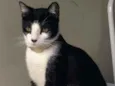 Bonitão