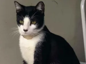 Gato raça Branco e preto idade 1 ano nome Bonitão