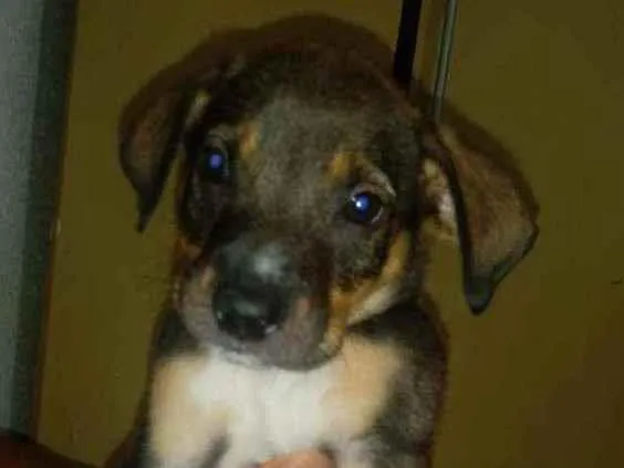 Cachorro raça Labrador idade Abaixo de 2 meses nome Chocolate