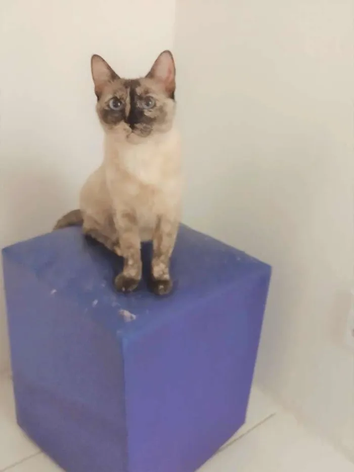 Gato ra a SRD-ViraLata idade 1 ano nome Tigresa