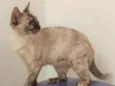 Tigresa
