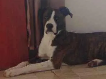 Cachorro raça Indefinida  idade 7 a 11 meses nome Zeus 