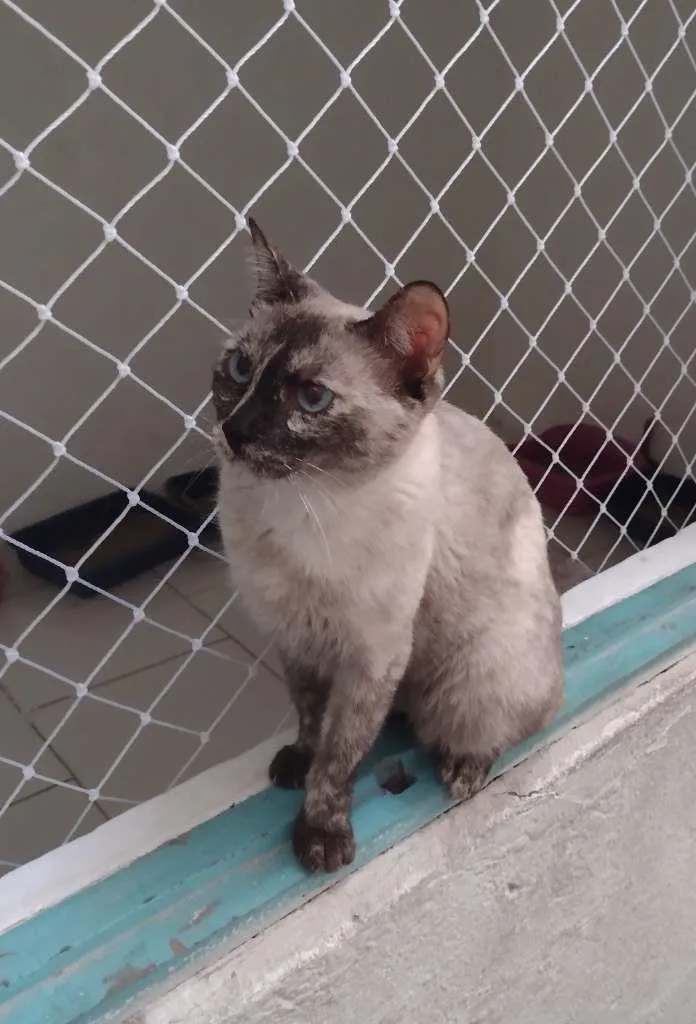 Gato ra a SRD-ViraLata idade 1 ano nome Tigresa