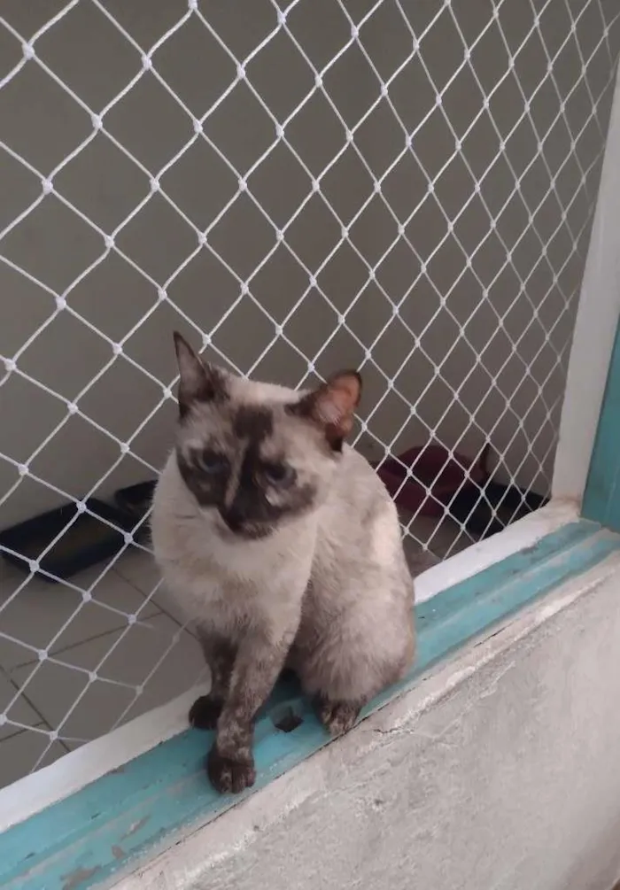 Gato ra a SRD-ViraLata idade 1 ano nome Tigresa