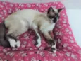 PERLA