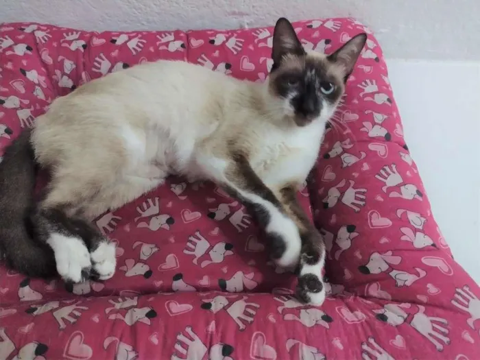 Gato ra a SRD-ViraLata idade 7 a 11 meses nome PERLA