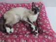 PERLA