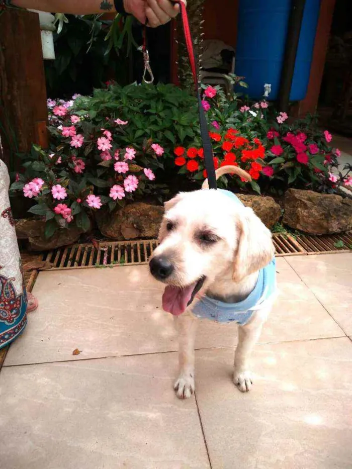 Cachorro raça Poodle  idade 3 anos nome Johnny