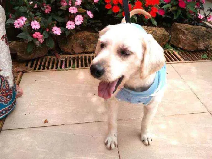 Cachorro raça Poodle  idade 3 anos nome Johnny