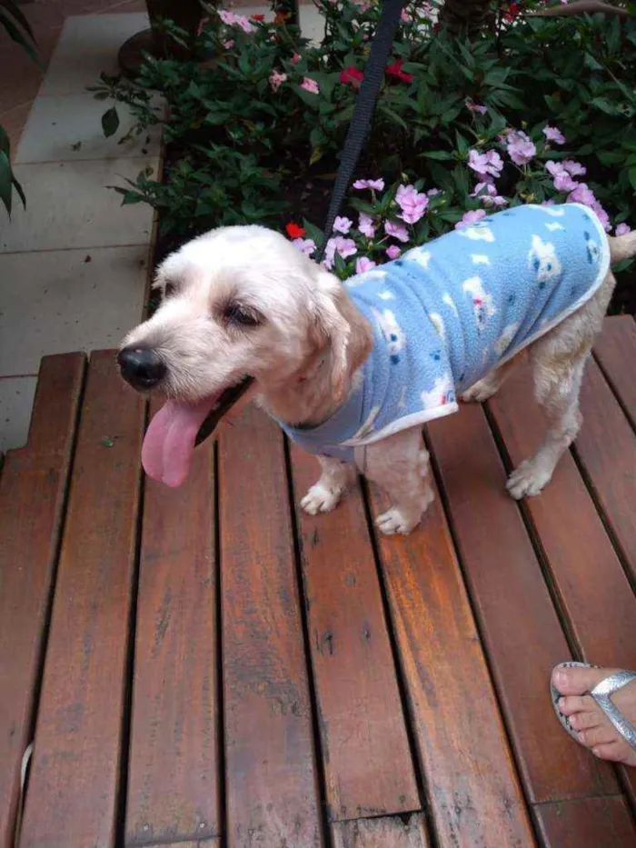 Cachorro raça Poodle  idade 3 anos nome Johnny