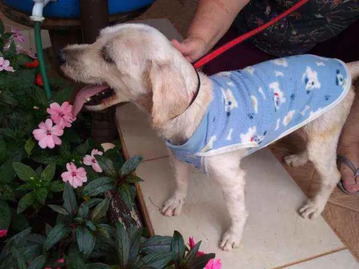 Cachorro raça Poodle  idade 3 anos nome Johnny