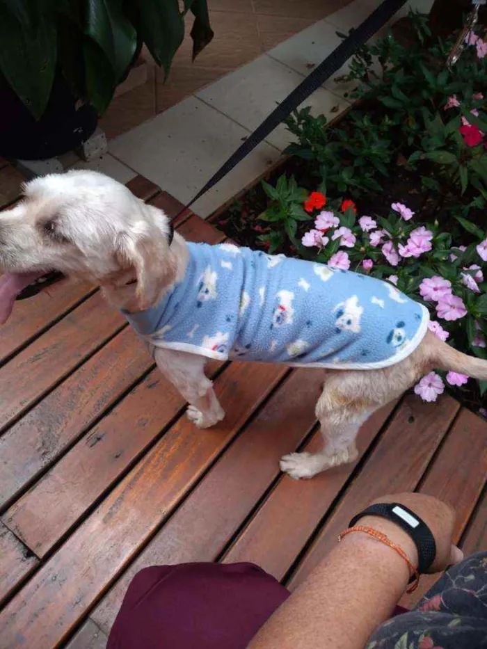 Cachorro raça Poodle  idade 3 anos nome Johnny