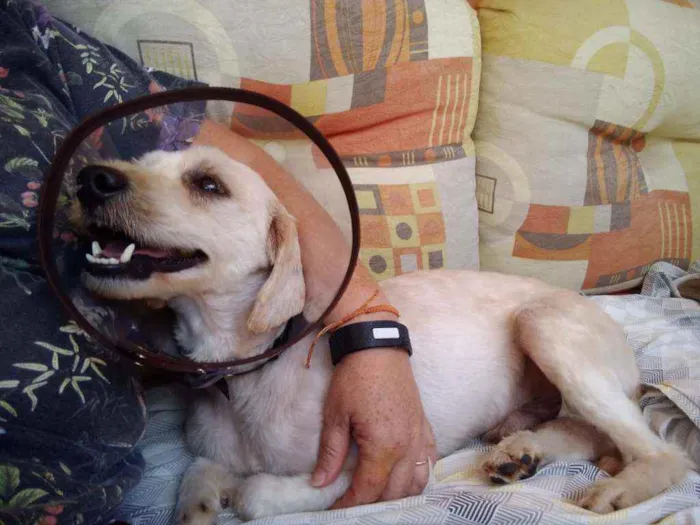 Cachorro raça Poodle  idade 3 anos nome Johnny