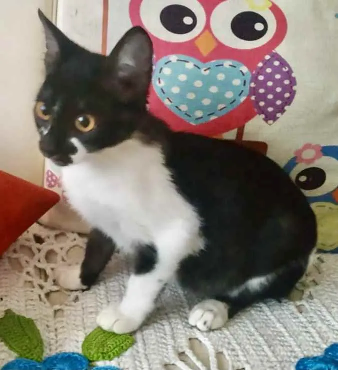 Gato ra a SRD idade 2 a 6 meses nome Emílio 