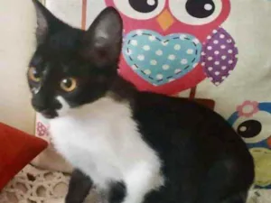 Gato raça SRD idade 2 a 6 meses nome Emílio 