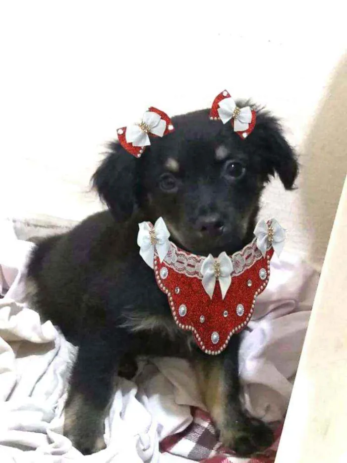 Cachorro raça  idade 2 a 6 meses nome Berenice  (filhote)