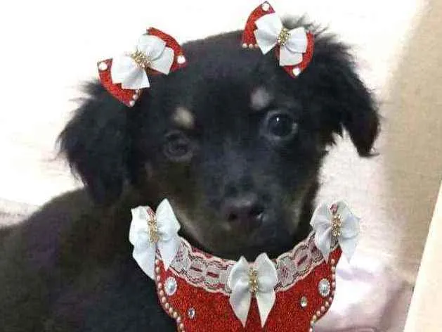 Cachorro raça  idade 2 a 6 meses nome Berenice  (filhote)