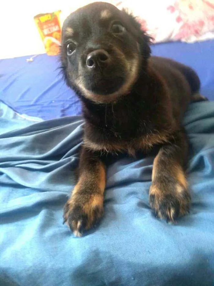 Cachorro raça  idade 2 a 6 meses nome Berenice  (filhote)