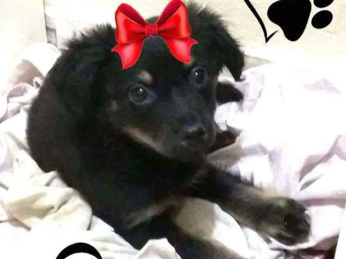 Cachorro raça  idade 2 a 6 meses nome Berenice  (filhote)