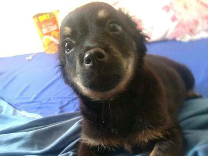 Cachorro raça  idade 2 a 6 meses nome Berenice  (filhote)