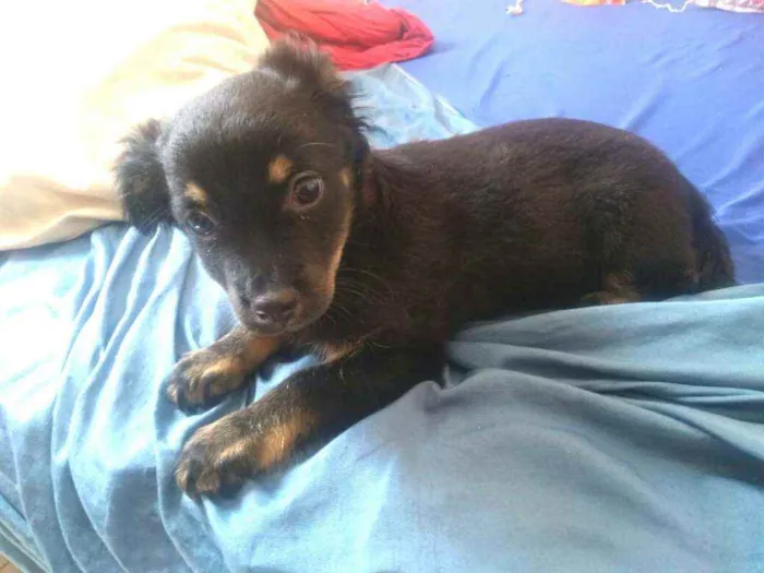 Cachorro raça  idade 2 a 6 meses nome Berenice  (filhote)