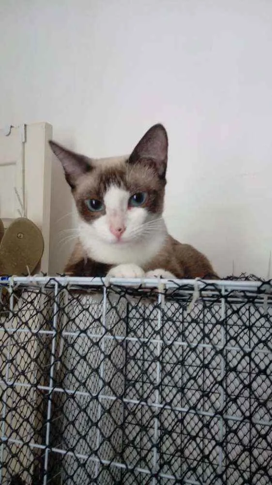 Gato ra a Mestiça de siamês idade 7 a 11 meses nome Jade