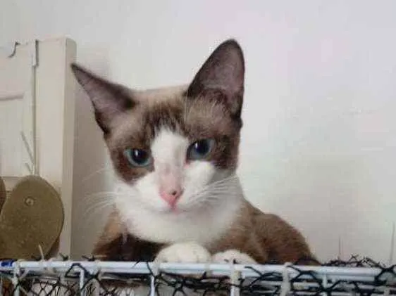 Gato ra a Mestiça de siamês idade 7 a 11 meses nome Jade