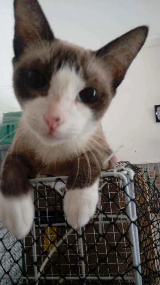 Gato ra a Mestiça de siamês idade 7 a 11 meses nome Jade